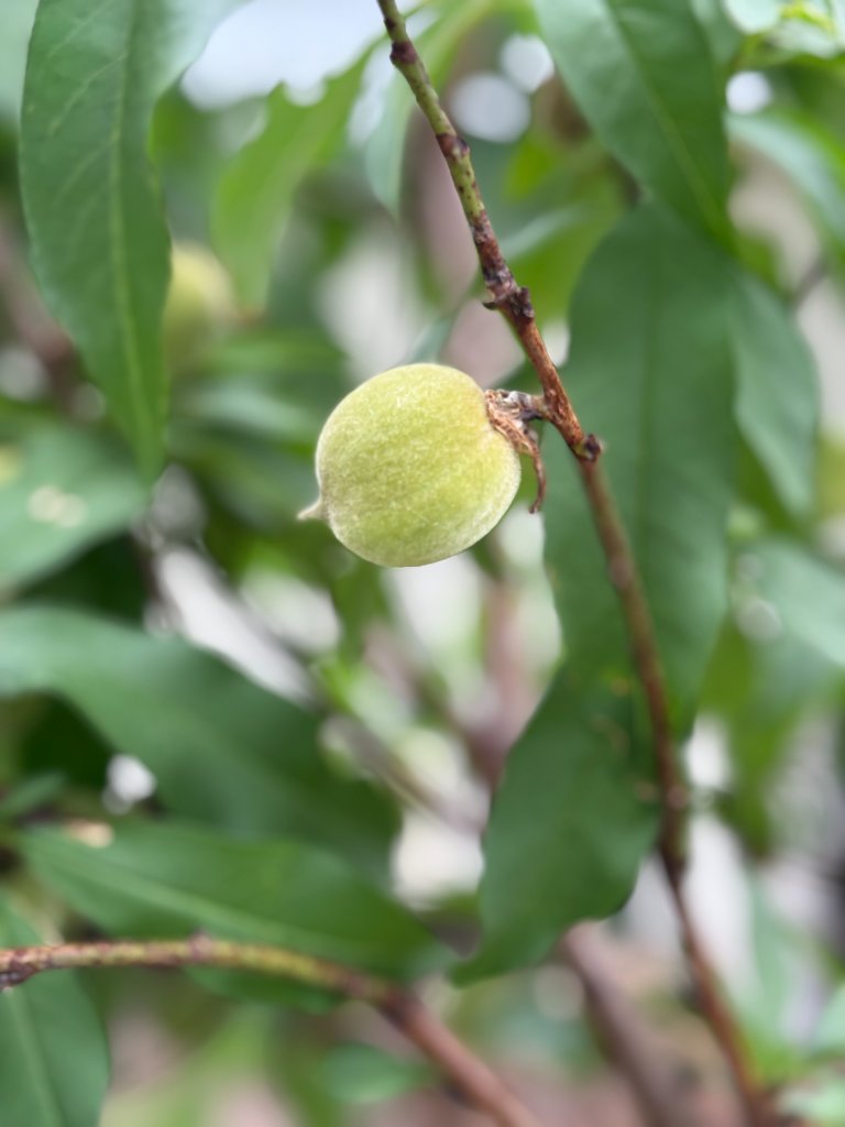 Early peach — watching the farm come alive