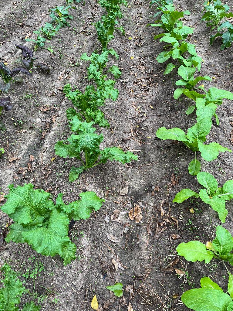 Garden greens — kale, mustard, and collards coming in